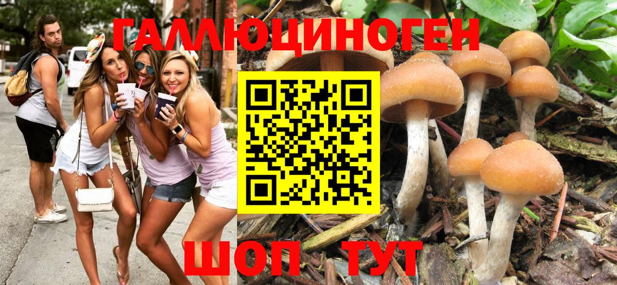 Галлюциногенные грибы Psilocybine cubensis Керчь